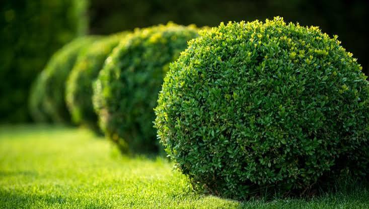 siepe curata servizio di giardinaggio costa rei villasimius sardinia multiservizi